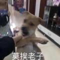 符飞燕呢