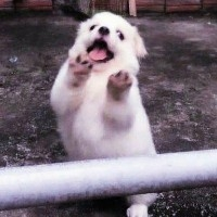 一块奶凶的年糕的鱼吧