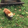 程序猿老张