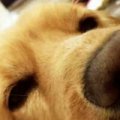 Bear熊仔