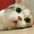渡口向晚
