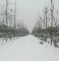 郁情风丶风情
