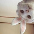 rabbitbaby007