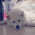 不二live