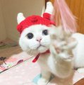 flashcatcoco