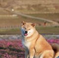爱鸡哥在生活