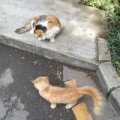 码农张