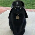 Darth大丝