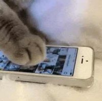 一只小小小懒猫