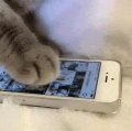 一只小小小懒猫