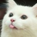 无双锦书