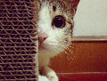 不会钓鱼的猫丶