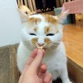 卢觉觉