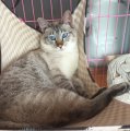 义薄云天CTT