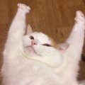 烂梨meow