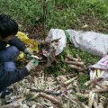 圣手老狼