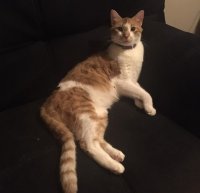 十万伏特喷火龙