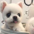 爱笑的Babylv
