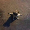 搭寄妲黎