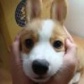 MrCorgi