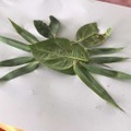 新桥郭富城