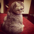 FM大大大大肥猫