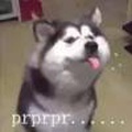 阿正很下饭