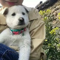 青芒QVQ
