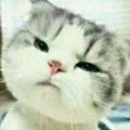 佛系梦i
