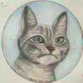 EB猫咖头牌杨老猫