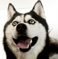 fansu