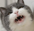 掌上明猪无缺