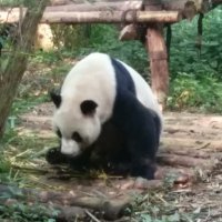 斗鱼 - 每个人的直播平台【官方指定平台】鱼吧等级怎么到三级