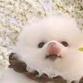 旋风无敌