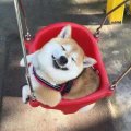 雀羽Zzz