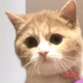 胖虎哒哒