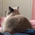 巨大机器兔