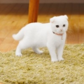 懒鱼柒