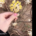 凤捷