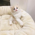 躺平的小虾米