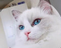MadayCat