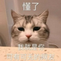 Dream本命
