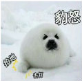 玛莎cococo