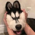 小小小小鑫呀