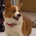 kuakua的夸夸