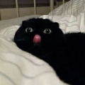 了无a痕