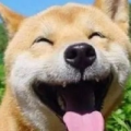 憨憨狗子哥