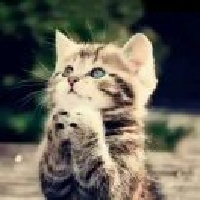 囧囧鍀猫咪