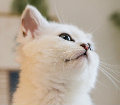 花花与三猫CatLive