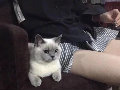 李欧马娜